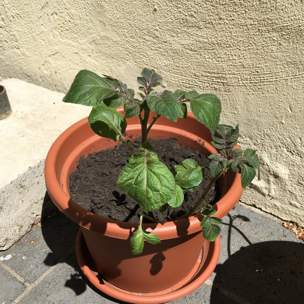 Kartoffelaktion