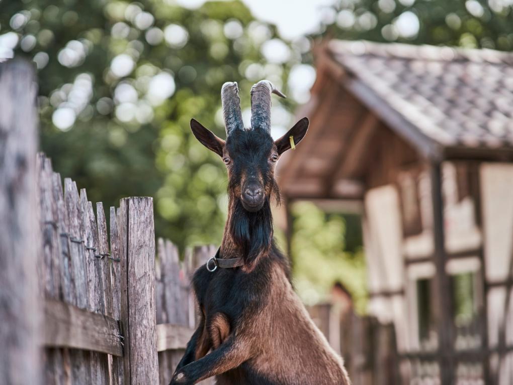 Hennes IX