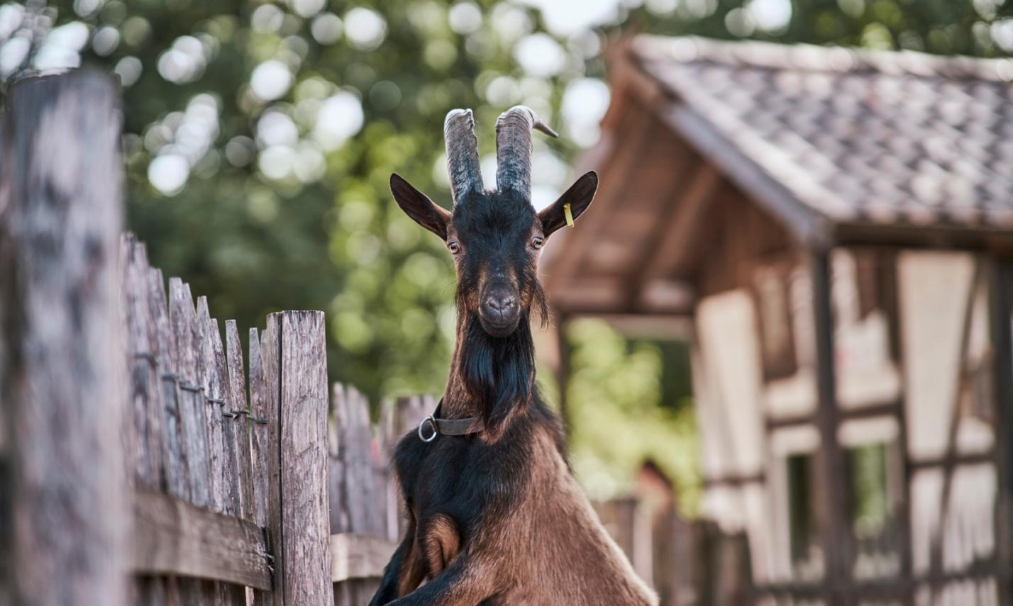 Hennes IX