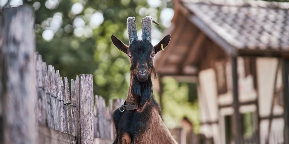 Hennes IX